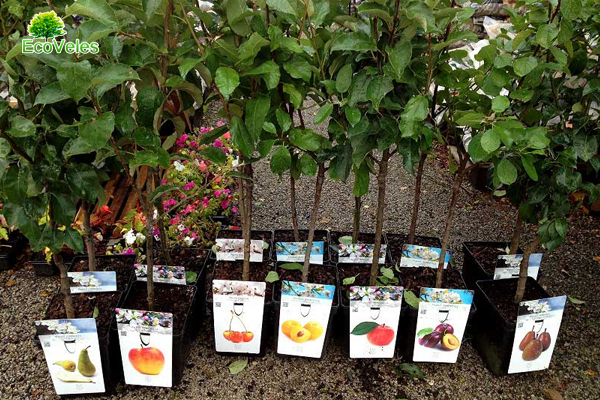 Саженцы от Eco Veles - свежие и недорогие